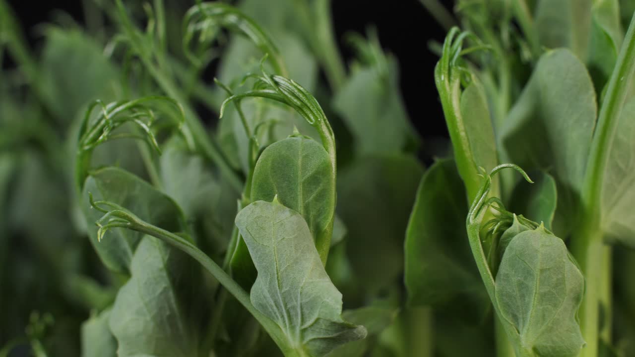 germinación de guisantes verdes
