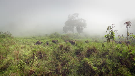 Cape-Buffalo-herd-moving-through-tall-grass-in-thick-mist