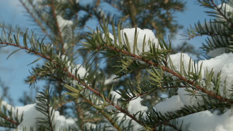 Schmelzender-Schnee-Im-Frühjahr-Angesammelt-Auf-Ästen