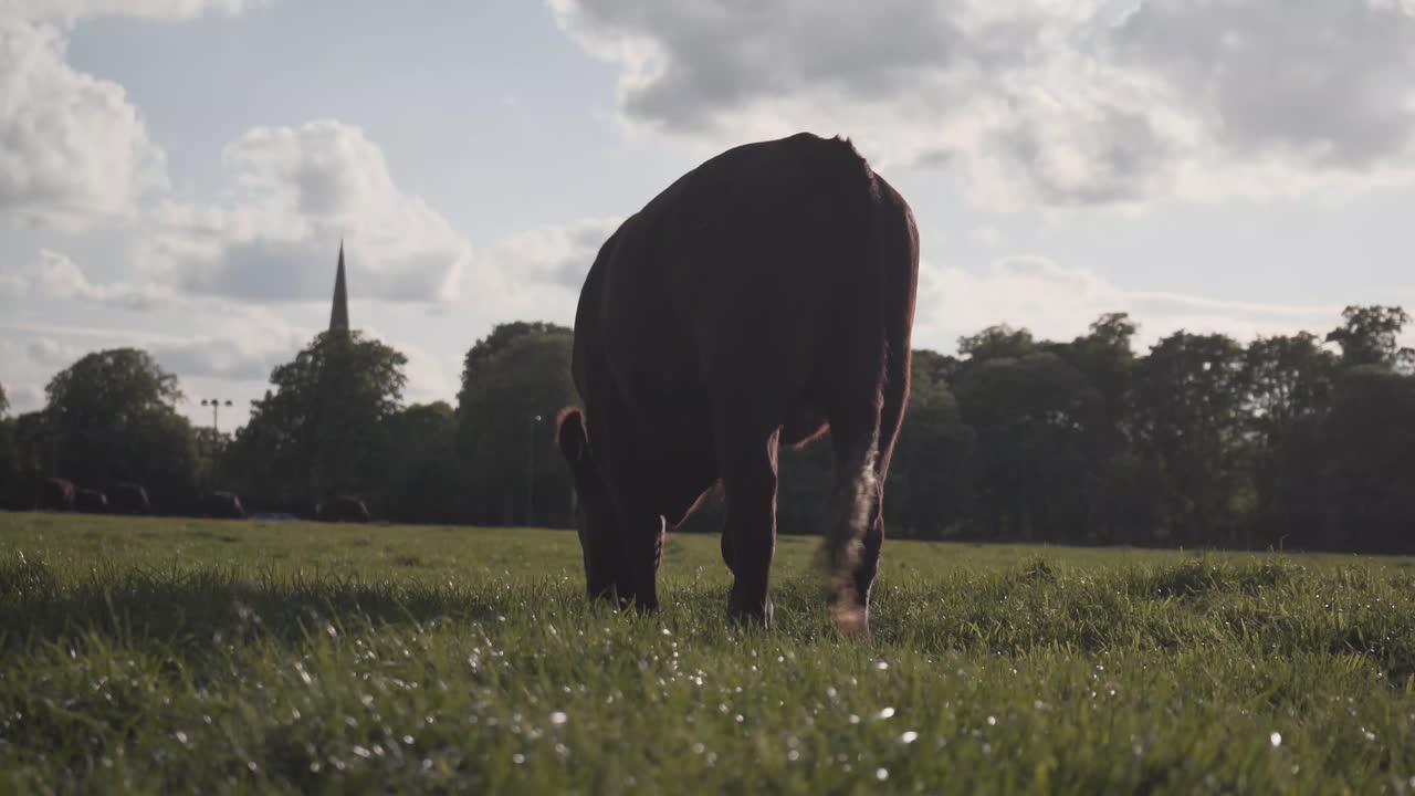 영국 케임브리지 시의 공원에서 녹색 풀을 먹는 한 마리의 갈색 소의 모습