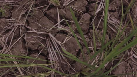dry agricultural land lack of rainfall