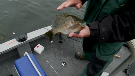 a man with a fish in his hands aboard a boat - high angle shot