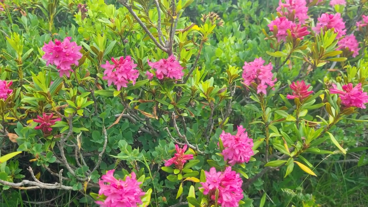 Mekar Bunga Alpenrose yang Lembut Bergerak Halus dalam Angin Pegunungan Alpen, Diabadikan Tinggi di Pegunungan Alpen Swiss. Sebuah Simbol Penuh Warna Flora Pegunungan yang Dilindungi dan Keindahan Alam yang Tak Tersentuh