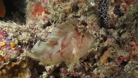 white leaf scorpionfish on colorful coral reef