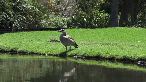 ganso egipcio tomando el sol en el jardín botánico de kirstenbosch, ciudad del cabo, sudáfrica