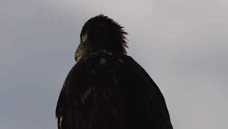 outline against sky of juvenile bald eagle, feathers fluttering in breeze