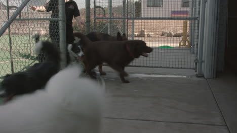 group of big dogs of various breeds going from the outdoor area of a pet resort to the indoor area