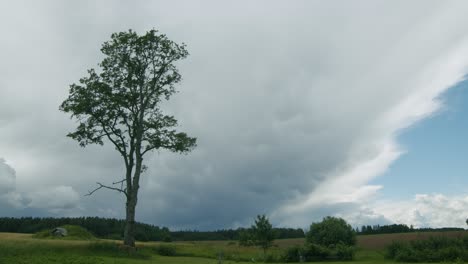 Fluffy-storm-rain-clouds-cumulonimbus-stratocumulus-time-lapse-with-tree-in-foreground