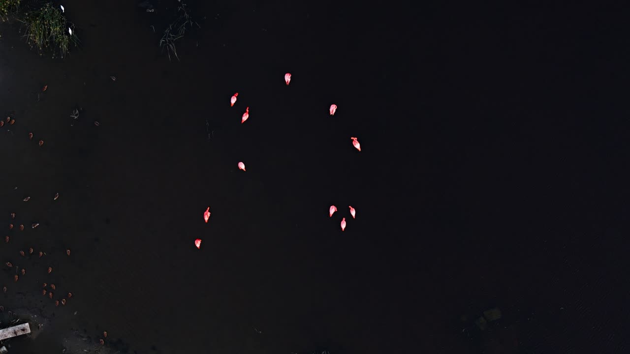 el avión no tripulado asciende por encima de los flamencos de pie en aguas oscuras y fangosas