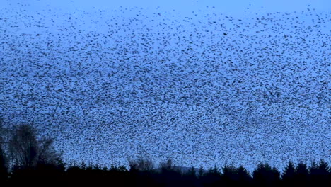 miles de estorninos europeos murmuración contra el frío cielo de la tarde de invierno en cumbria antes de ir a posarse