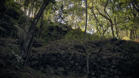 Escena-Boscosa-Con-Pendientes-Pronunciadas-Y-Paredes-Rocosas-Escondidas-En-Una-Densa-Vegetación