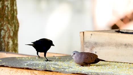 birds eating ground corn in a feeder