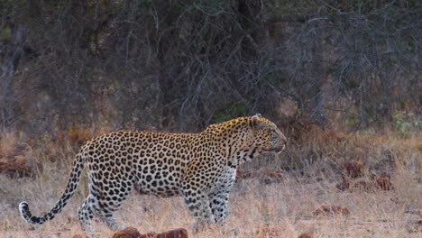 leopardo africano caminando en la sabana en busca de presas