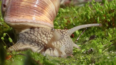 helix pomatia also roman snail, burgundy snail