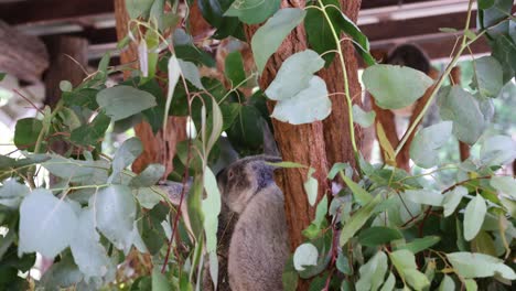 koala ascends tree amidst lush eucalyptus leaves