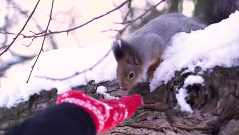 squirrel eating from a hand in winter