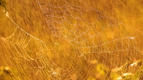 Rain-in-the-forest-at-sunset.-Cobwebs-in-small-drops-of-rain.