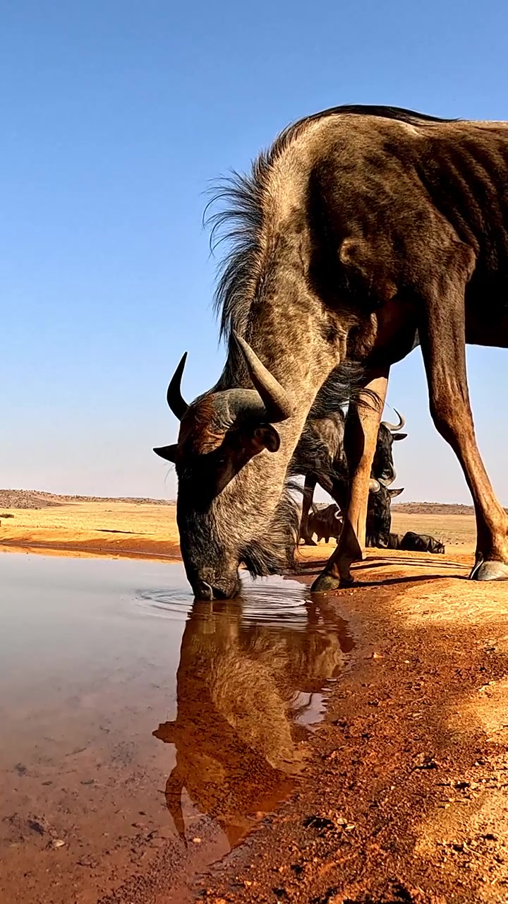 Blue wildebeest drink from a shallow puddle, reflected against a clear hot sky