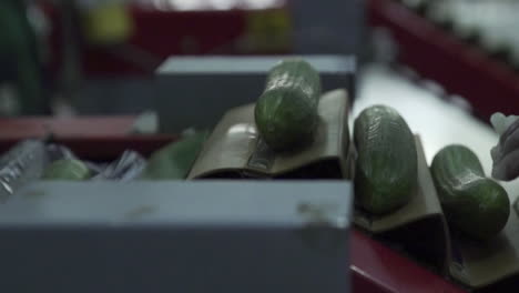 cucumbers on conveyor belt being wrapped up in shrink film packaging. slow motion
