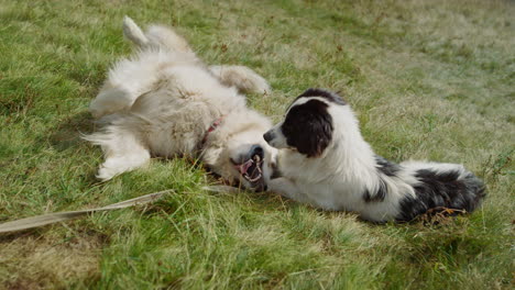 los perros se revuelven en la hierba verde en un día soleado. husky jugando con una mascota blanca y negra.