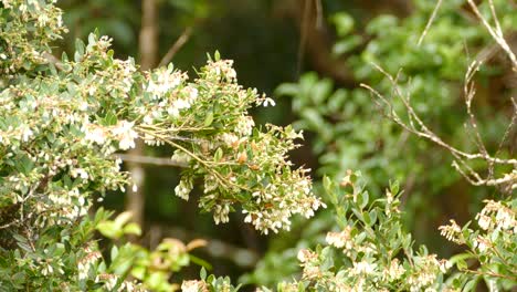 colibrí comiendo el néctar de una hermosa flor