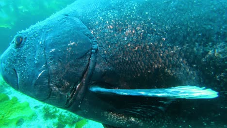 close-uo de lubina negra gigante entre las algas gigantes en el océano limpio