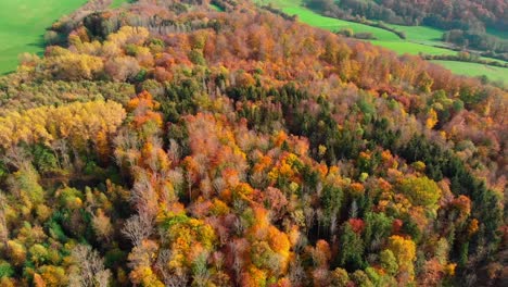 Luftaufnahme-Herbstwald-Und-Laub