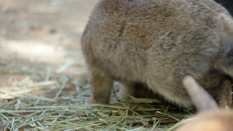 domestic rabbit eating dry grass head close-up in a farm