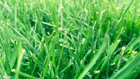 green grass close-up of lawn - grass movement in slow motion