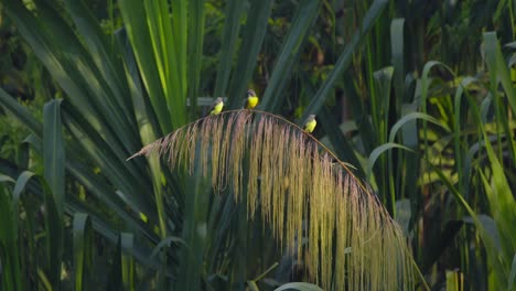 Tropical-Kingbird-Flycatchersperched-on-swaying-palm-tree-branch,-flyaway-and-land,-Tambopata-National-Reserve,-Peru