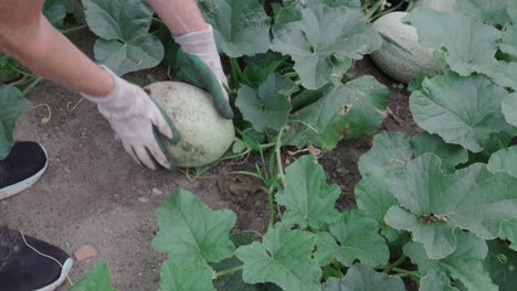 human hands with gloves check on cantaloupe fruit planted in the garden