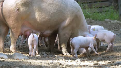 toma en cámara lenta de una linda familia de cerdos pastando y abrazándose al aire libre en el campo de la granja durante la puesta de sol - cerdo adulto feliz moviendo la cola