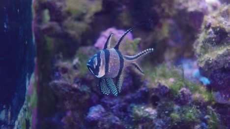 Cardenal-De-Banggai-Flotando-En-Un-Acuario-De-Agua-Salada-En-Numazu,-Japón---Primer-Plano