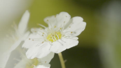 Closeup-of-Pentapetalae-flower-revealing-its-intricate,delicate-beauty