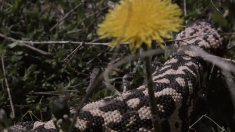 monstruo de gila a cámara lenta en la hierba