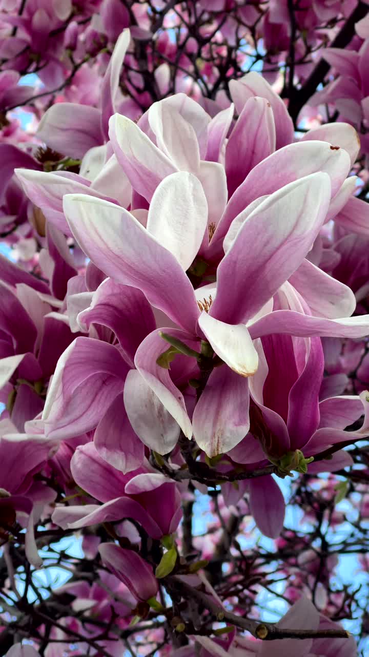 A close-up of pink and white magnolia blossoms in full bloom, creating a vibrant, dense floral arrangement