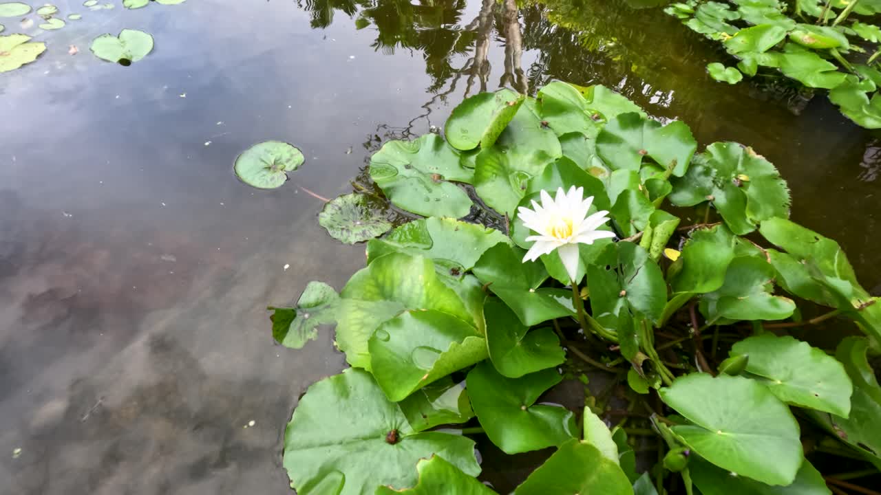 White lotus flower and green leaves in calm pond, natural daylight, slow camera movement
