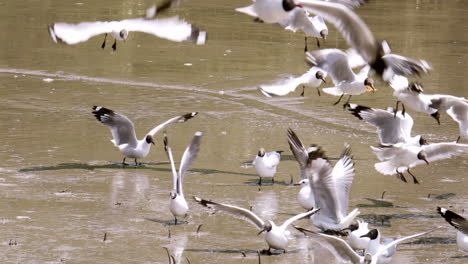 Bandada-De-Gaviotas-Cerca-De-La-Costa-Buscando-Comida-En-La-Arena