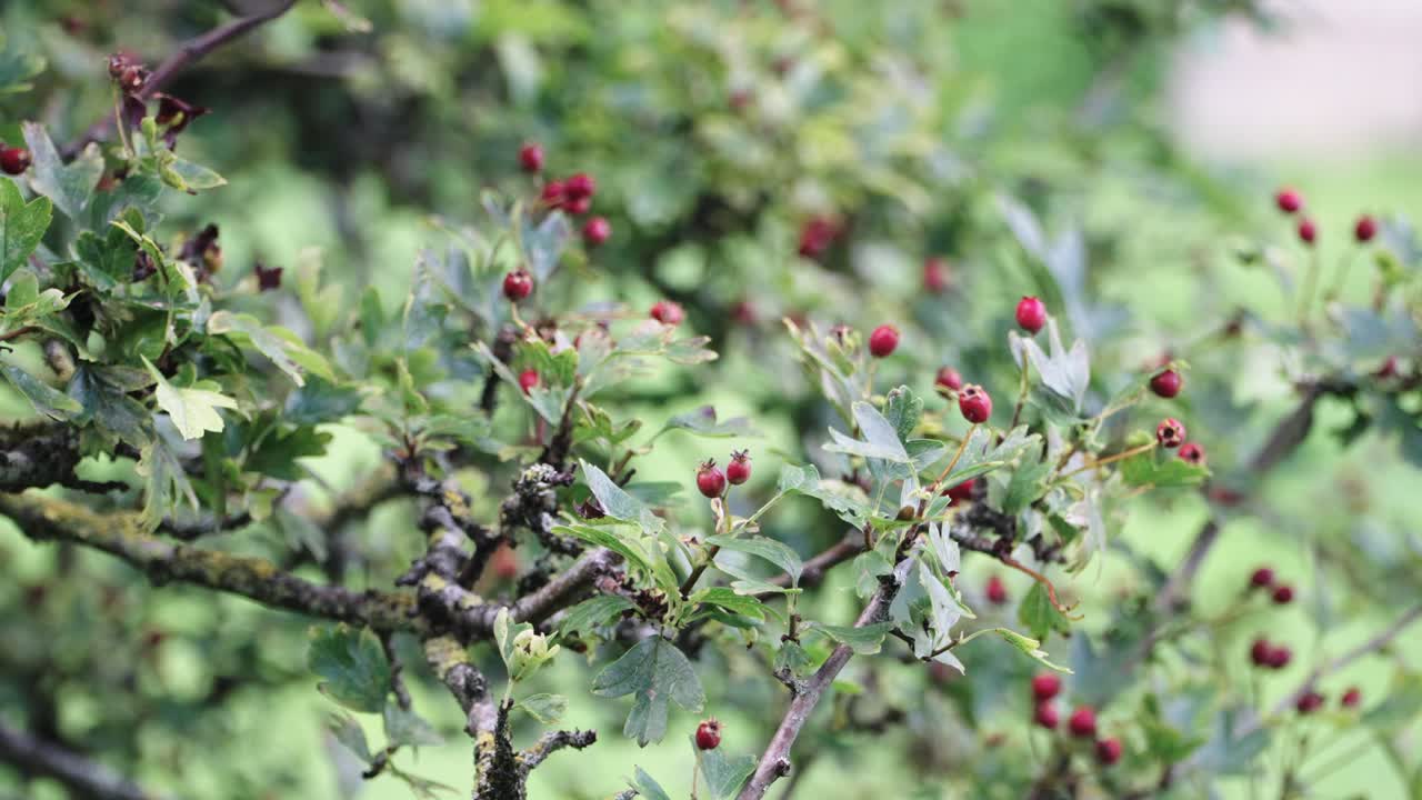 글래스톤베리 성스러운 가시 나무 바람이 부는 여름 날, 영국 4k