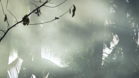 smoke from bush fire fills tropical jungle creating sunbeams between foliage