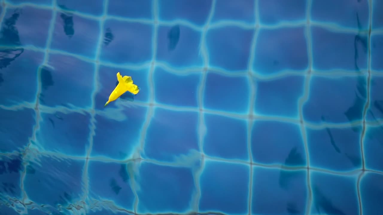 Yellow flower floating in the pool top view in slow motion.