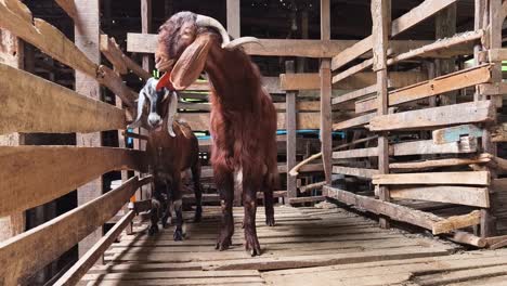 goats in a wooden farm stall