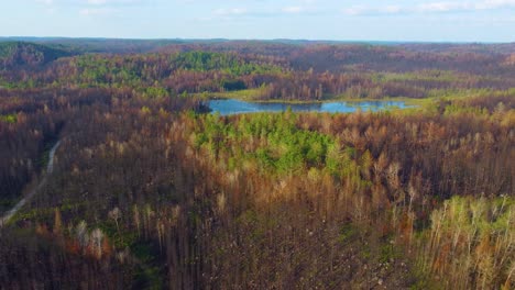 Aerial-dolly-left-shot-of-canadian-lake-and-forest-illuminated-with-a-warm-light-and-revealing-a-dirt-road