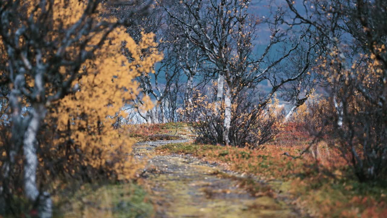 En sti løber mellem de krogede birketræer, der er dækket af farverige efterårsblade