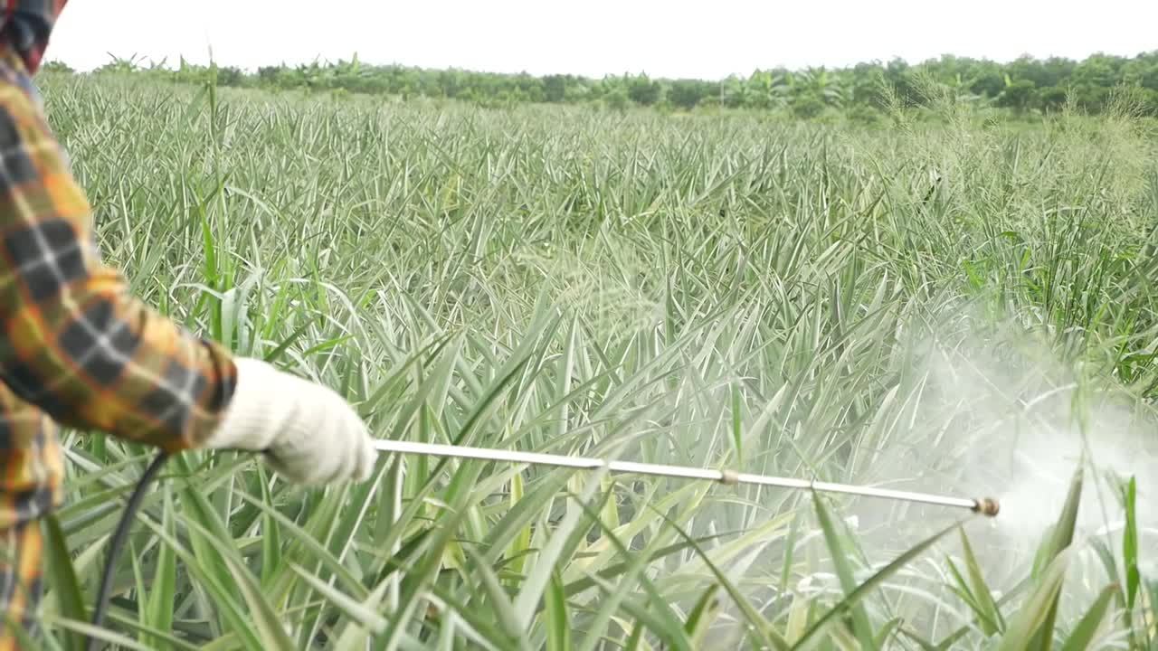 Irrorazione di fertilizzante in una piantagione di ananas in Thailandia