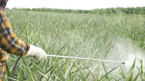 fertilizer spraying on pineapple farm in thailand