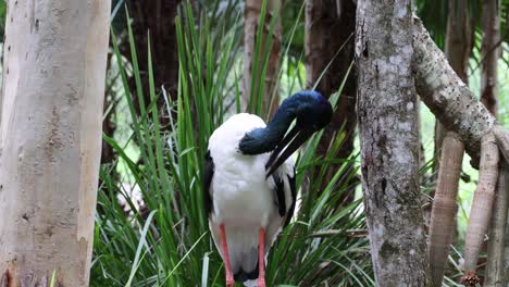 jabiru stork moving through a lush forest