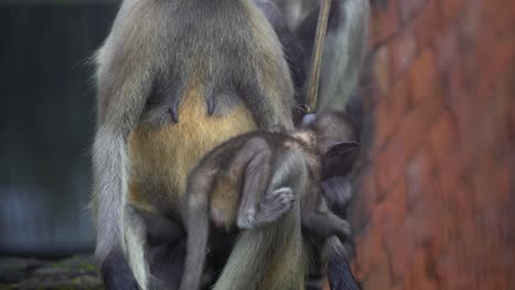 hanuman o mono de cara negra o langur está sentado en la pared