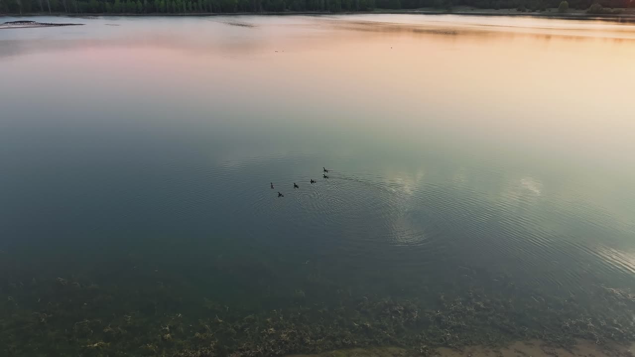 girando alrededor de algunos patos en la superficie del lago vidrioso