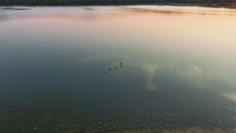 Rotierend-Um-Einige-Enten-Auf-Der-Glasigen-Seeoberfläche